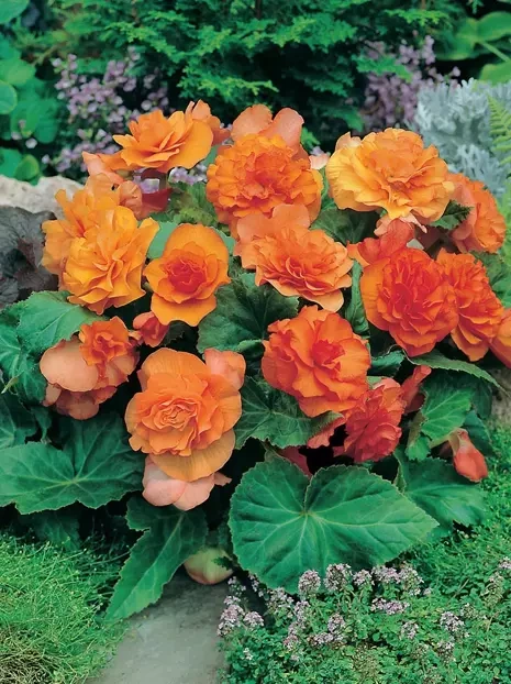 Hängende Begonie (Begonia splendide) 'Apricot' 1 St.