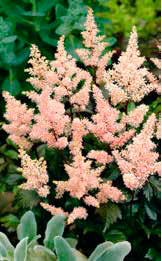 Prachtspiere (Astilbe) 'Peach Blossom'