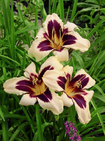 Taglilie (Hemerocallis) 'Wild Horses'