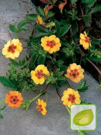 Fingerkraut (Potentilla) Tonguei