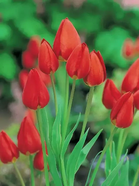 Tulpe (Tulipa) 'Orange Bouquet' 5 St.