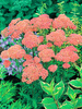 Schafgarbe (Achillea) 'Altrosa' 1 St.