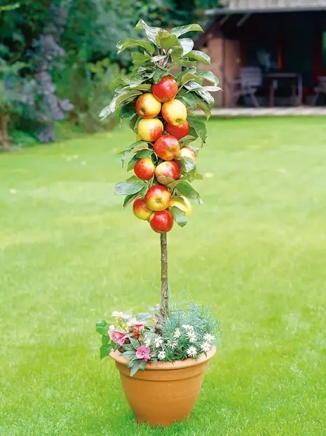 Goldener Apfelbaum 'Reneta'