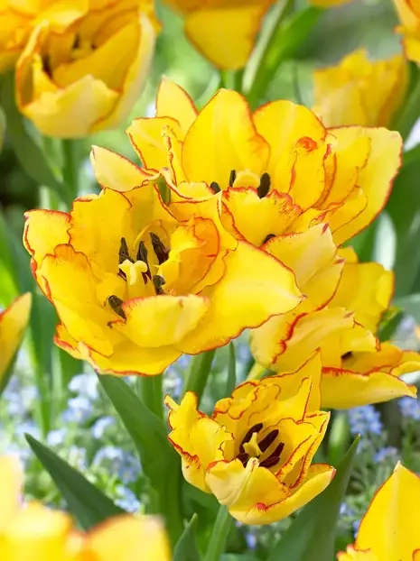 Tulpe (Tulipa) 'Aquila'