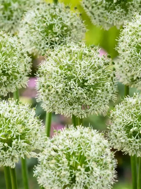 Zierlauch (Allium) 'Mont Blanc'