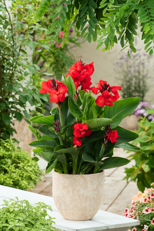 Blumenrohr (Canna) 'Happy Carmen' 1 St.