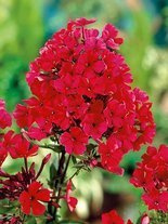 Flammenblume (Phlox paniculata) 'Starfire'