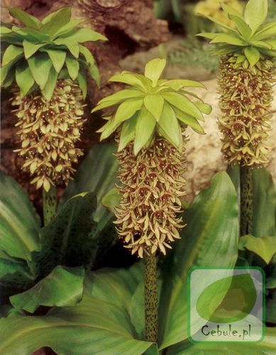 Schopflilie ( Eucomis bicolor ) 1 St.