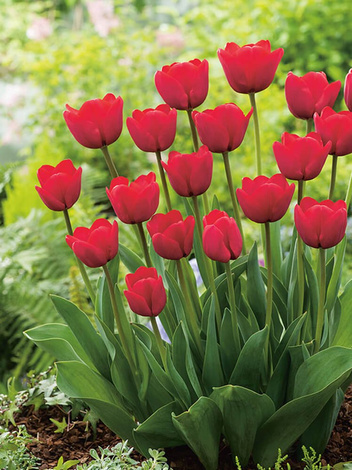 Tulpe (Tulipa) 'Ile De France'