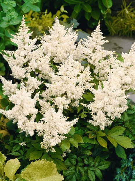 Prachtspiere (Astilbe japonica) 'Deutschland' 1 St.