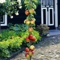 Säulenapfelbaum 'Flamenco'