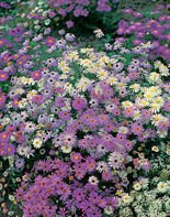 Samen Blaues Gänseblümchen (Brachycome iberdifolia)