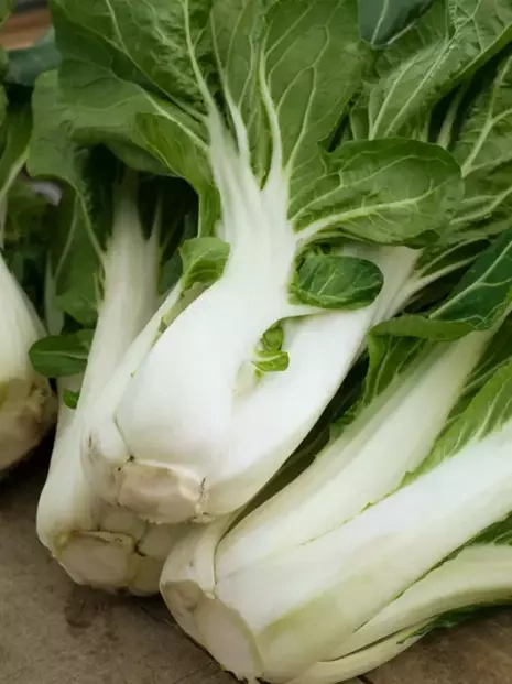 Samen Pak Choi | Bok Choi (Brassica rapa subsp. chinensis)