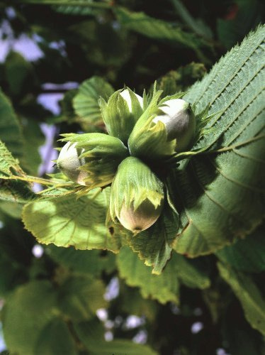 Haselnussbaum (Corylus avellana)