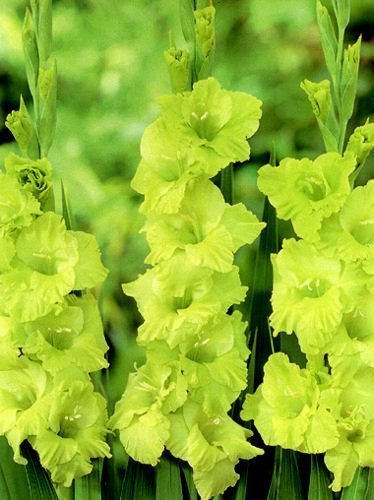 Gladiole (Gladiolus) Green Star