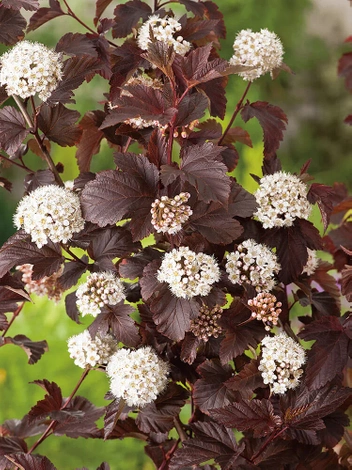 Blasenspiere (Physocarpus) 'Red Baron' - Zierstrauch