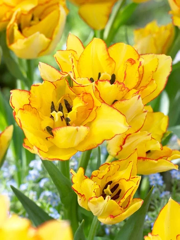 Tulpe (Tulipa) 'Aquila'