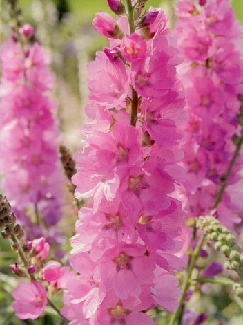 Präriemalve (Sidalcea) 'Party Girl'