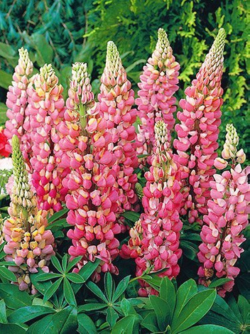 Lupine (Lupinus) rosa