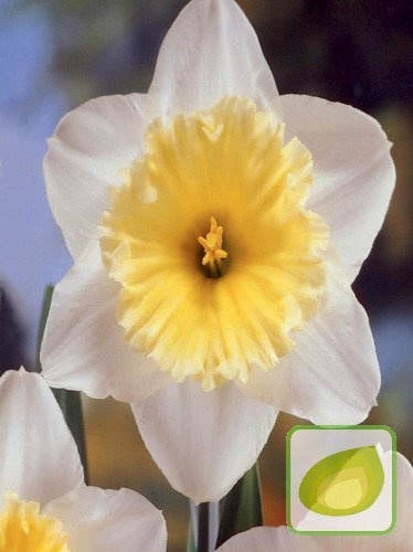 Narzisse ( Narcisssus ) Ice Follies 3 szt.