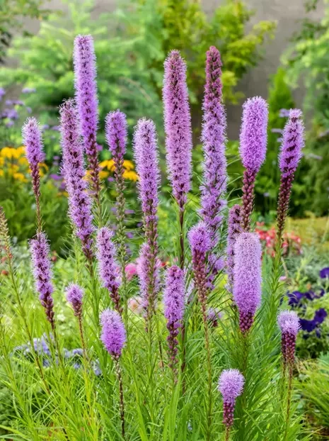 Prachtscharte (Liatris spicata)