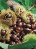 Edelkastanie (Castanea sativa) Esskastanie