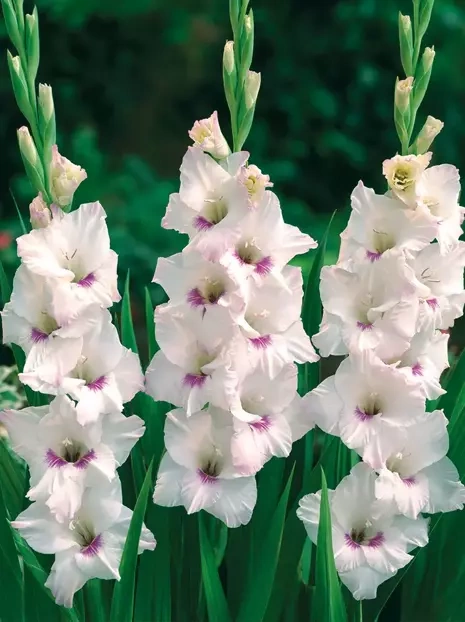 MEGAPACK Gladiole (Gladiolus) Home Coming