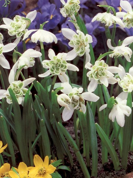 Kleines Schneeglöckchen (Galanthus) Double- Gefülltblühend