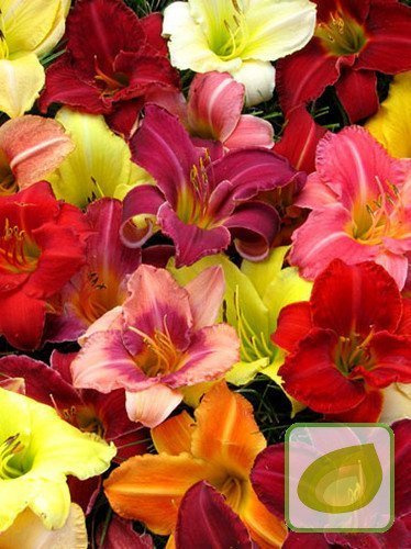 Taglilie (Hemerocallis) mix 5 st.