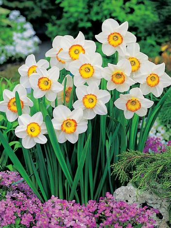 Narzisse (Narcissus) 'Flower Record' billig