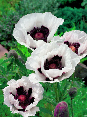 Mohn (Papaver) 'Perry's White'