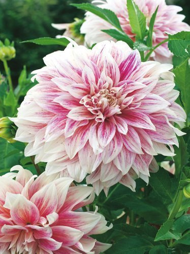 Dahlie (Dahlia) 'Ice Cube'