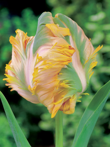 Tulpe (Tulipa) 'Golden Glasnost'