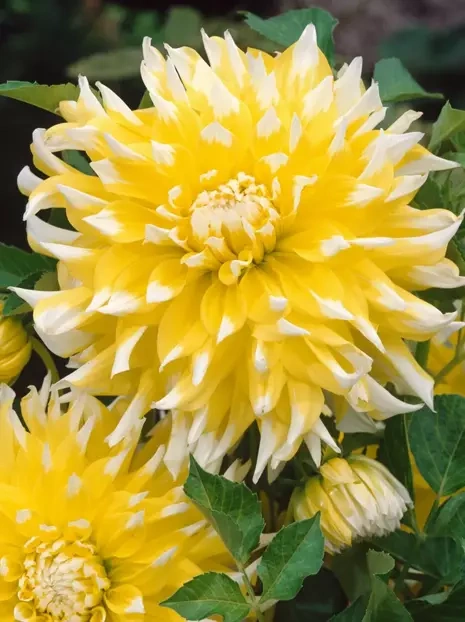 Dahlia (Dahlia) 'Grand Prix'