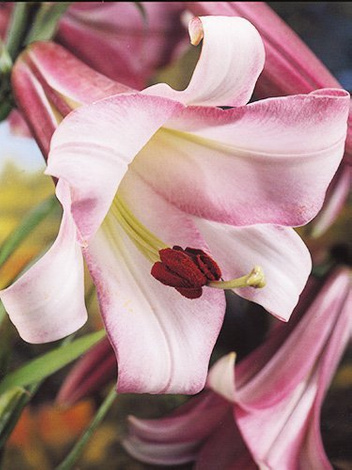 Lilie (Lilium) 'Pink Perfection'