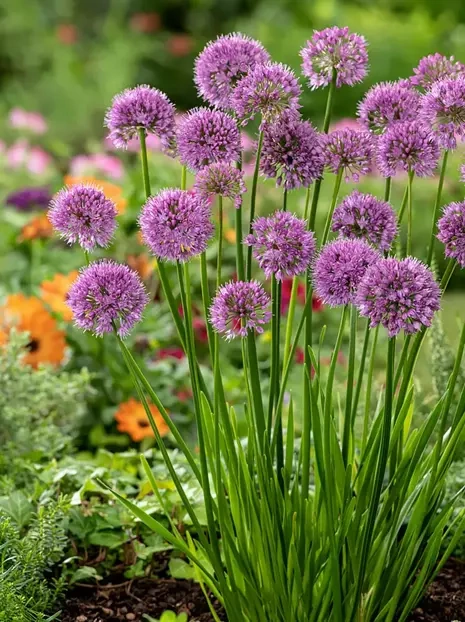 Zierlauch (Allium) 'Millenium' 1 St.