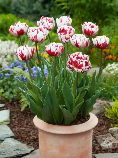 Tulpe (Tulipa) 'Carnaval De Nice'