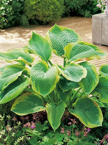 Funkie (Hosta sieboldiana) 'Frances Williams'