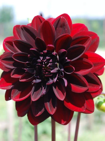 Dahlie (Dahlia) 'Arabian Nights' 1 St.