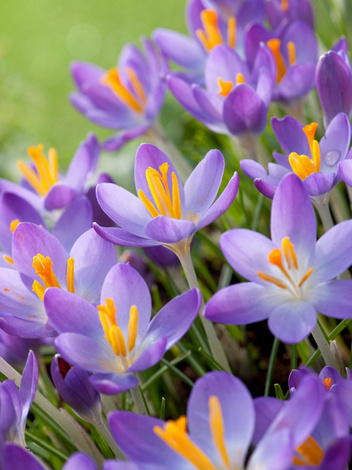 Krokus (Crocus) 'Whitewell Purple' billig