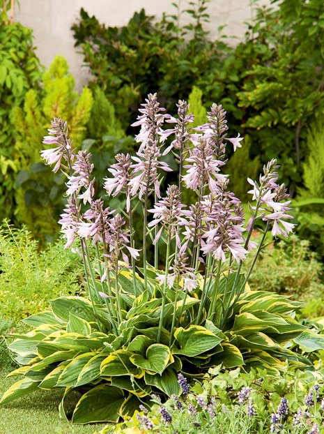 Funkie (Hosta) Aureomarginata