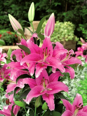 Lilia (Lilium) 'Aktiva'