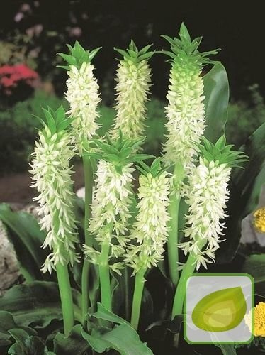 Schopflilie  (Eucomis Autumnalis)