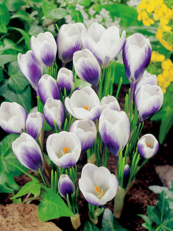 Krokus (Crocus) 'Prince Claus'