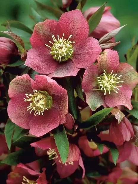 Lenzrose (Helleborus) Orientalis