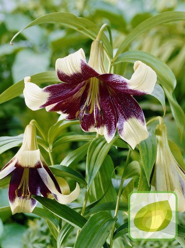 Lilie (Lilium) Nepalense