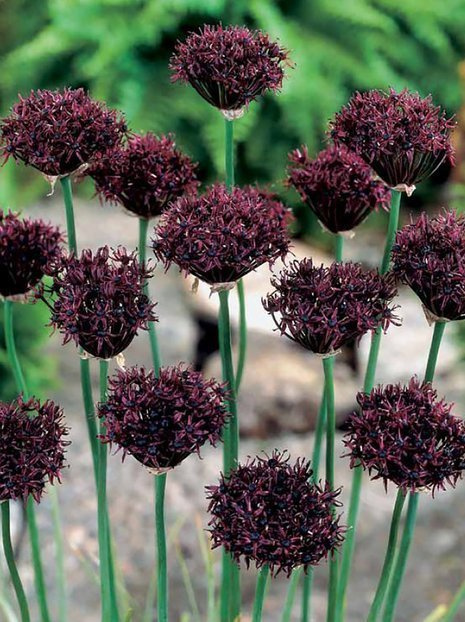 Zierlauch (Allium) 'Atropurpureum'