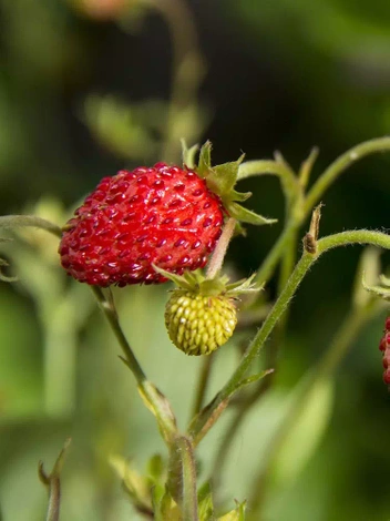 Fragaria vesca 'Regina