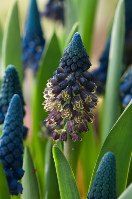 Traubenhyazinthen (Muscari) Paradoxum 5 St.