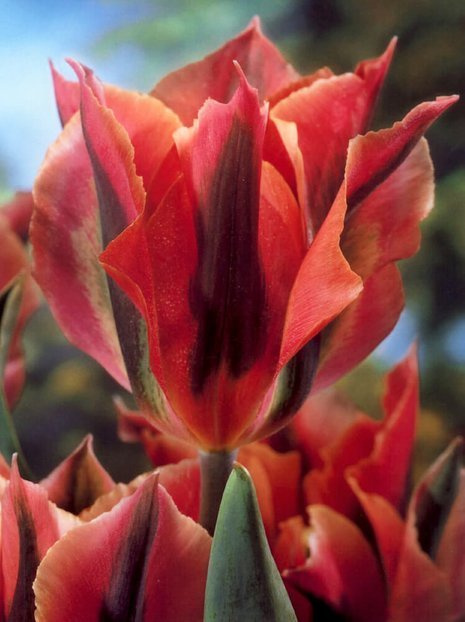 Tulpe (Tulipa) 'Artist'